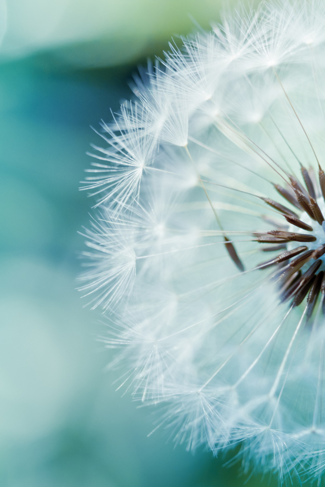 В саду красивый козлобородник (большой одуванчик) 