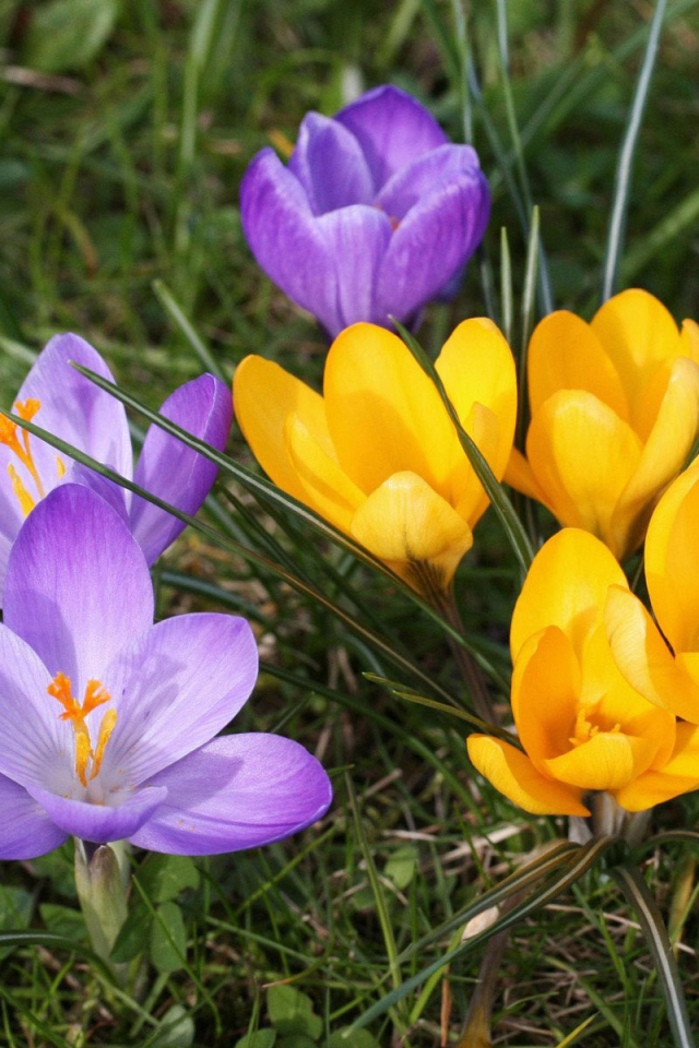 В парке цветы крокусы
