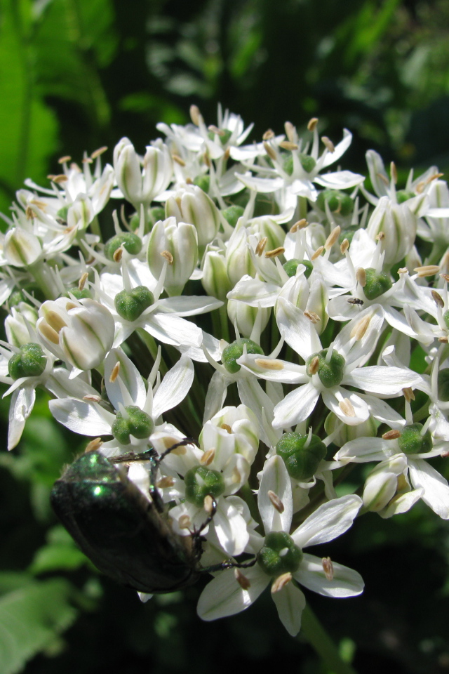 В парке красивые цветы нектароскордум 