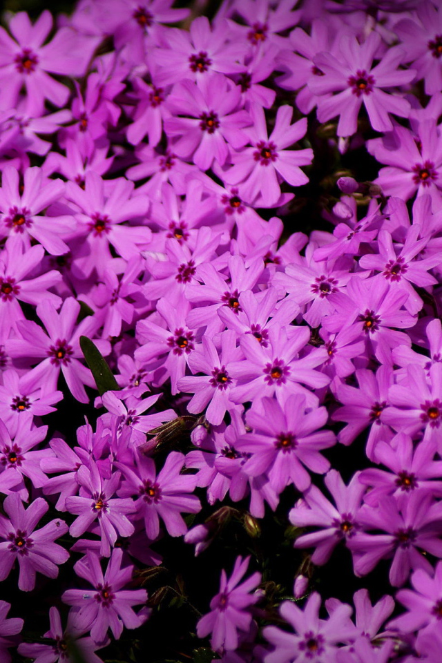 В парке красивые цветы флокс