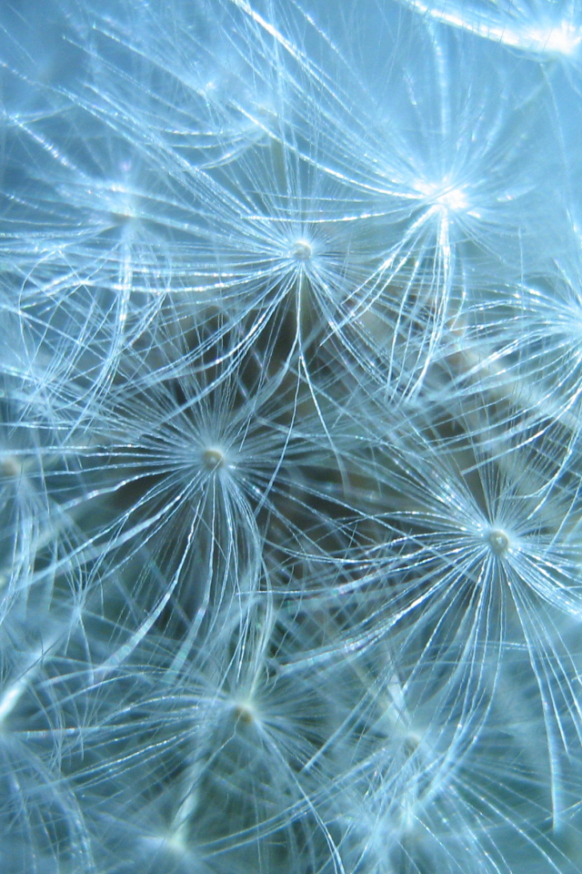 В парке красивый козлобородник (большой одуванчик) 