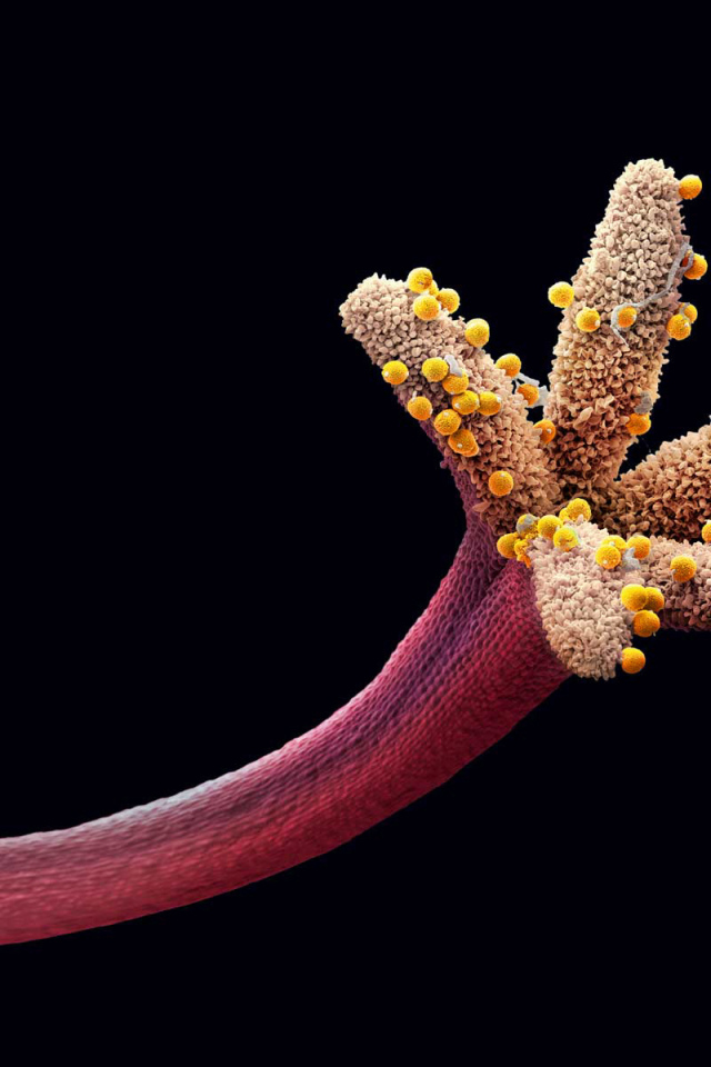 Пестик цветка с пыльцой