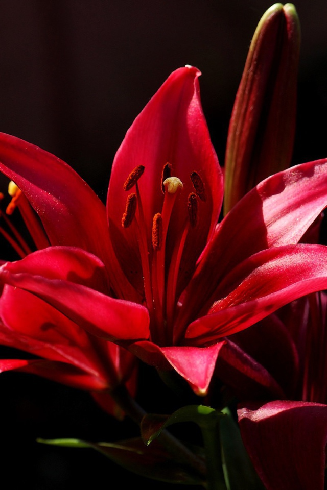 Красный цветок на черном фоне