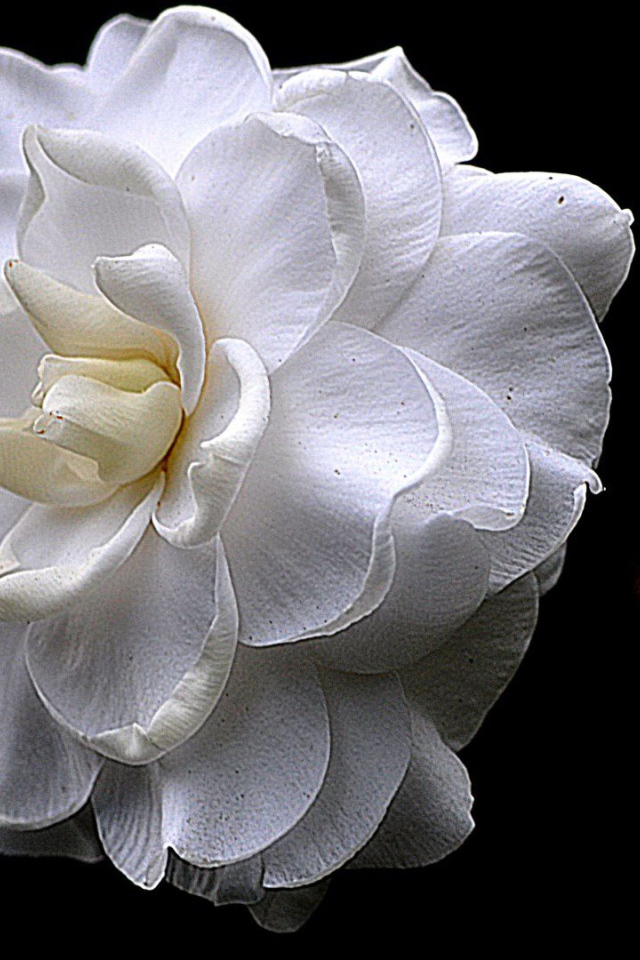 Белый цветок на черном фоне