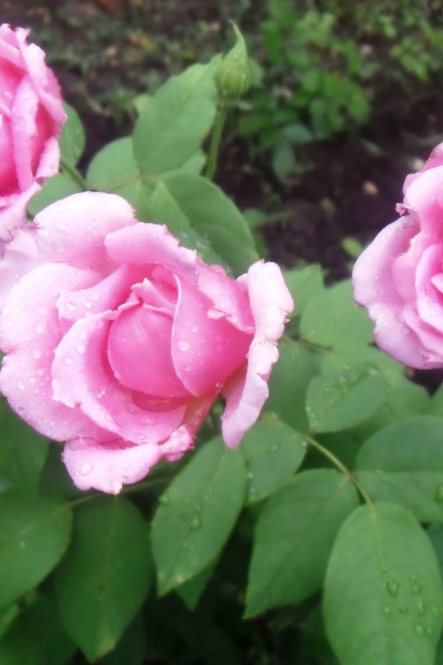 Три красивых цветка пион