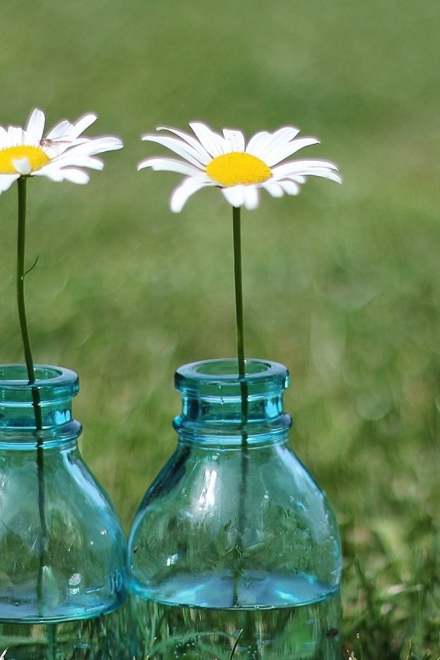 Tри ромашки в бутылках
