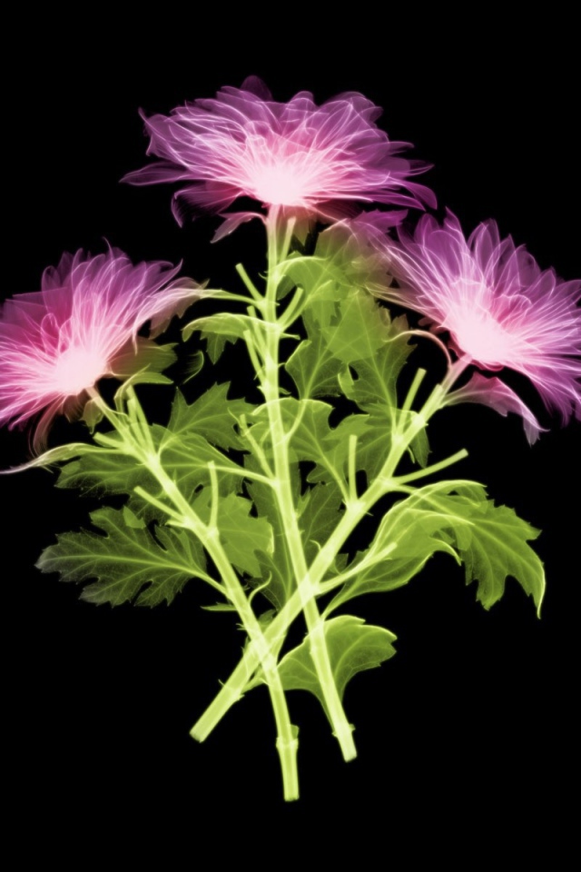 Три цветка на черном фоне