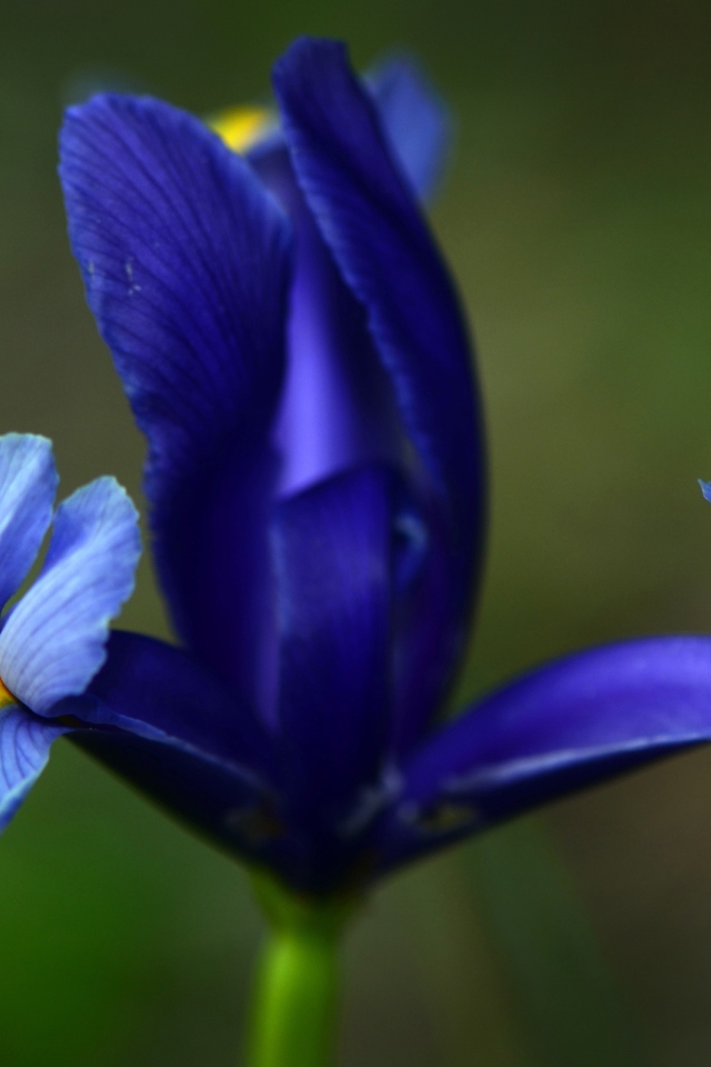 Три лепестка ириса