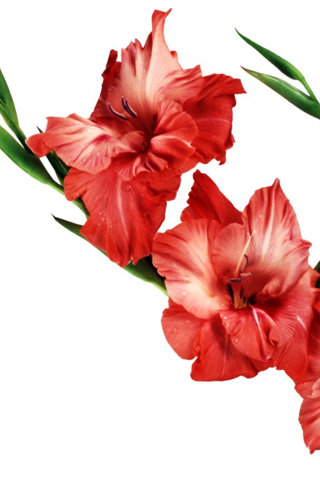Три красных гладиолуса
