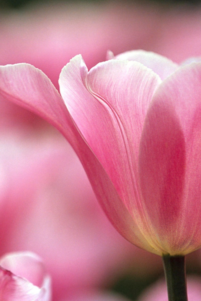 Распускающийся цветок в парке