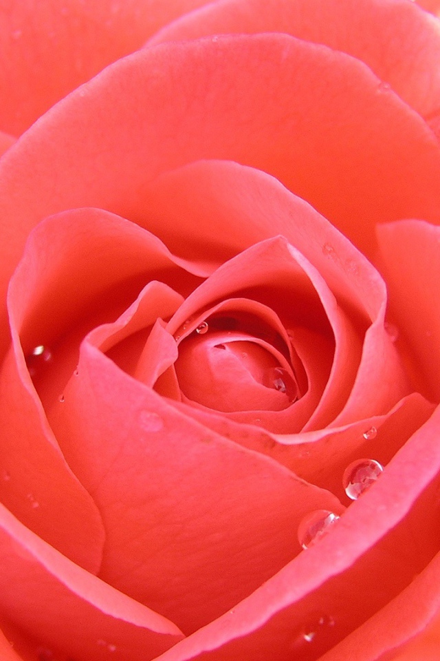 Тропическая роза