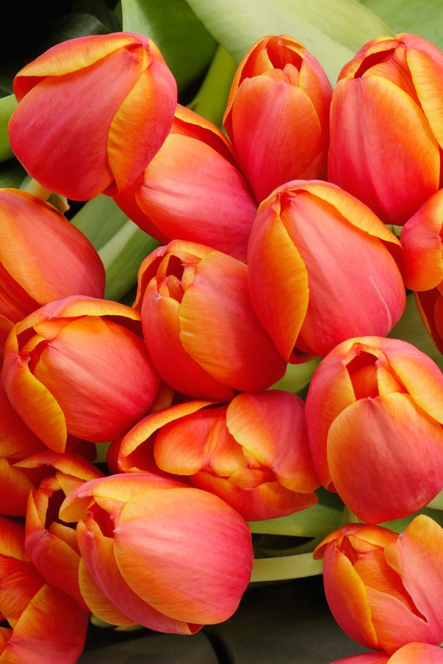 Букет тюльпанов