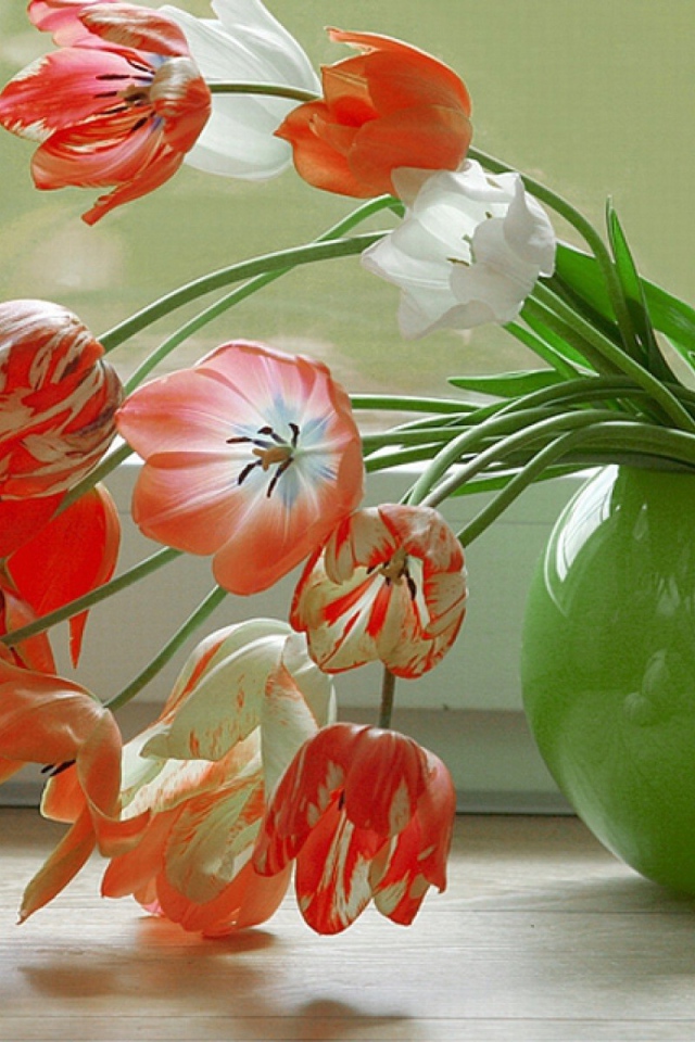 Тюльпаны у окна