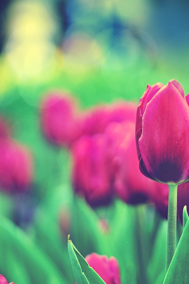 Сад тюльпанов 