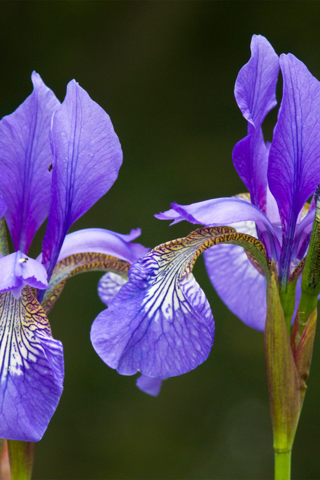 Два красивых ириса