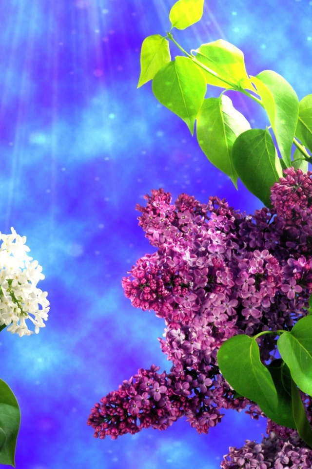 Два вида сирени