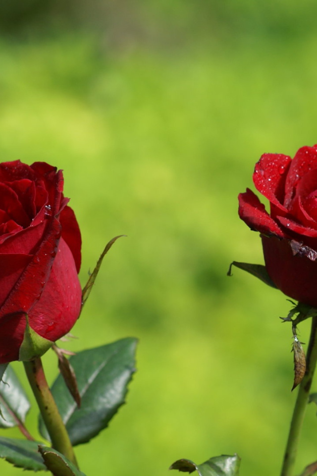 Две красные розы на фоне травы в солнечный день