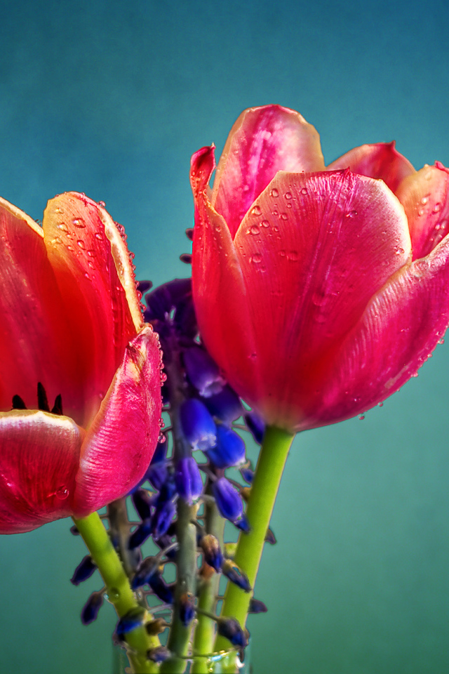 Два красных тюльпана