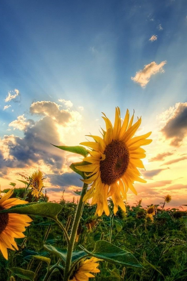 Два подсолнуха на зеленом поле