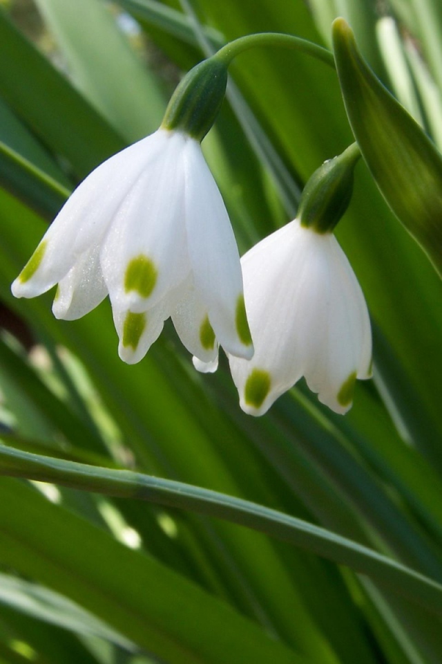 Два белых колокольчика