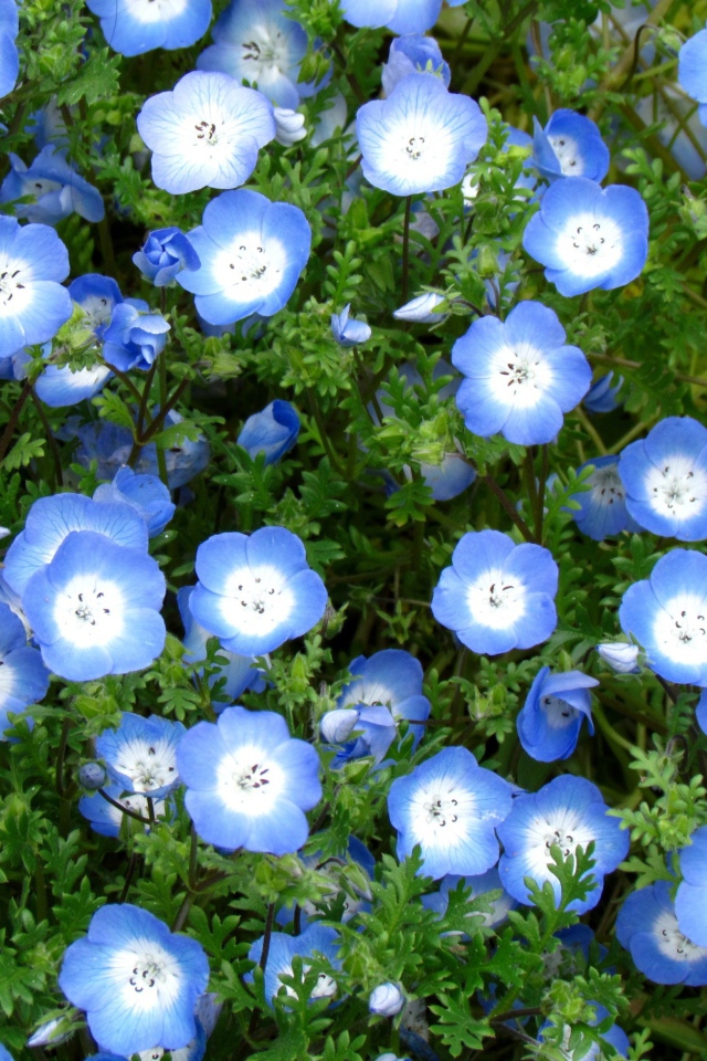 Выращивание цветов вероника в саду