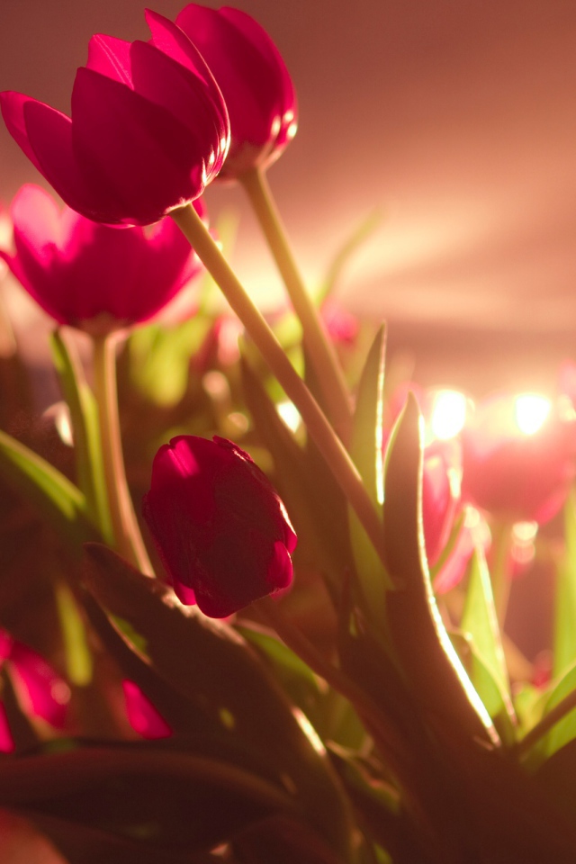 Яркие красные тюльпаны