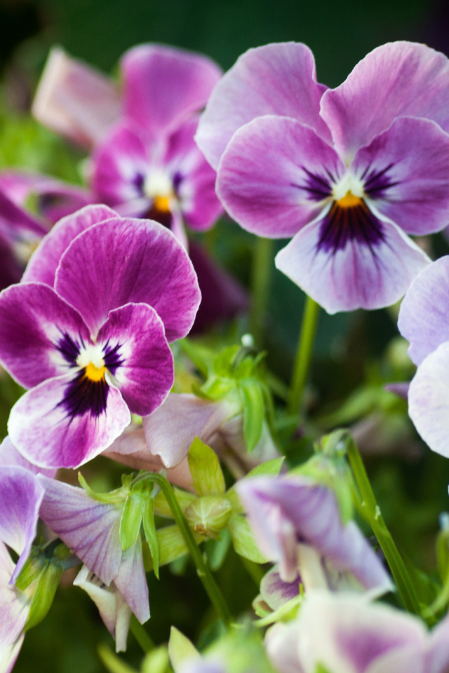 Виолы (фиалки, анютины глазки) на лужайке