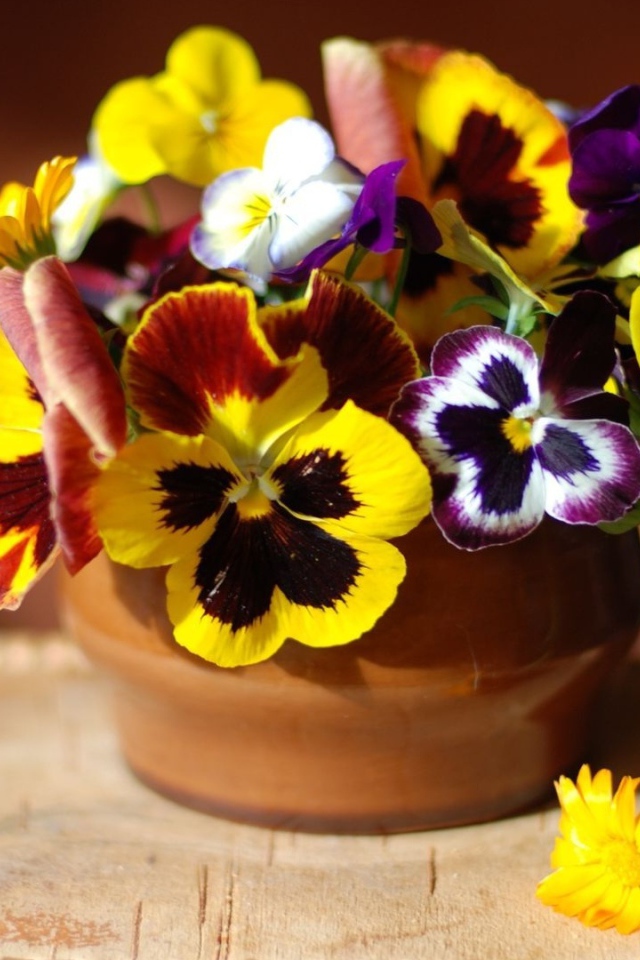 Цветы виола (фиалка,анютины глазки) дома на столе