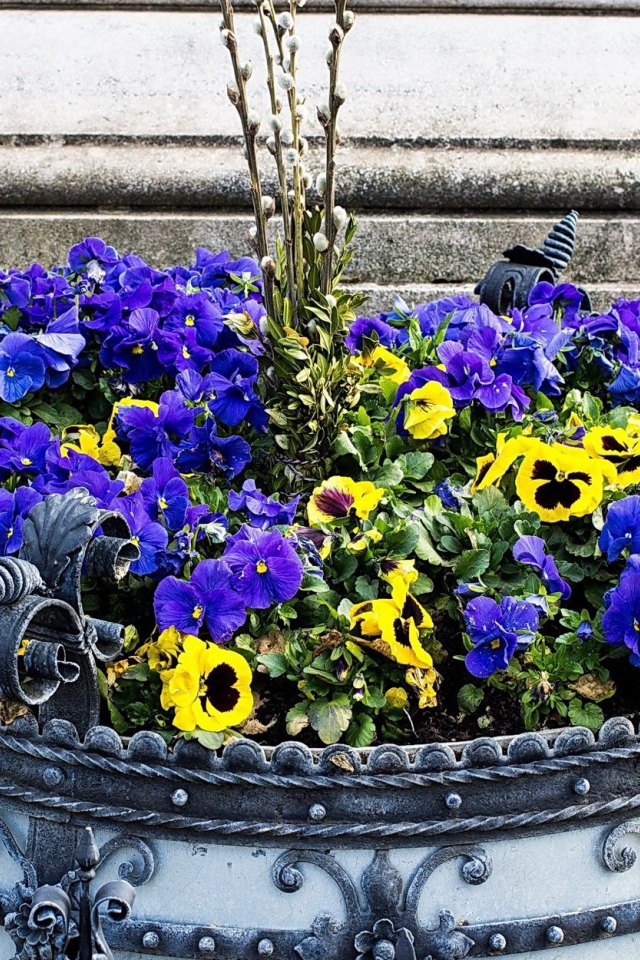 Цветы виола (фиалка,анютины глазки) весной