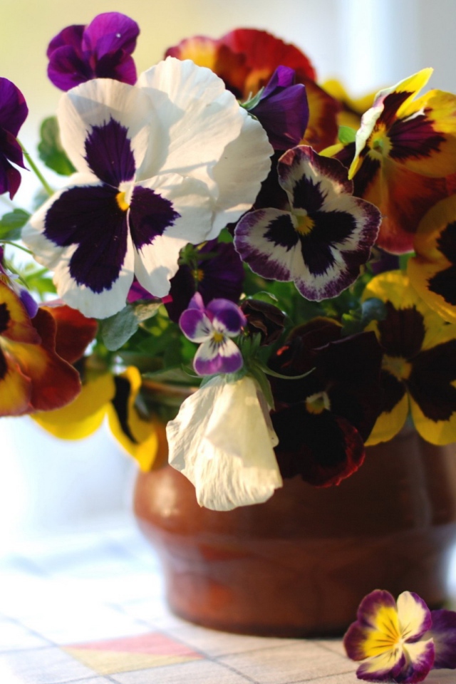 Цветы виола (фиалка,анютины глазки) в горшке