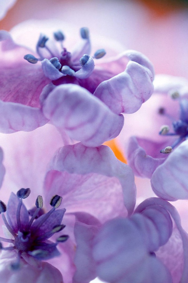 Фиолетовые цветы