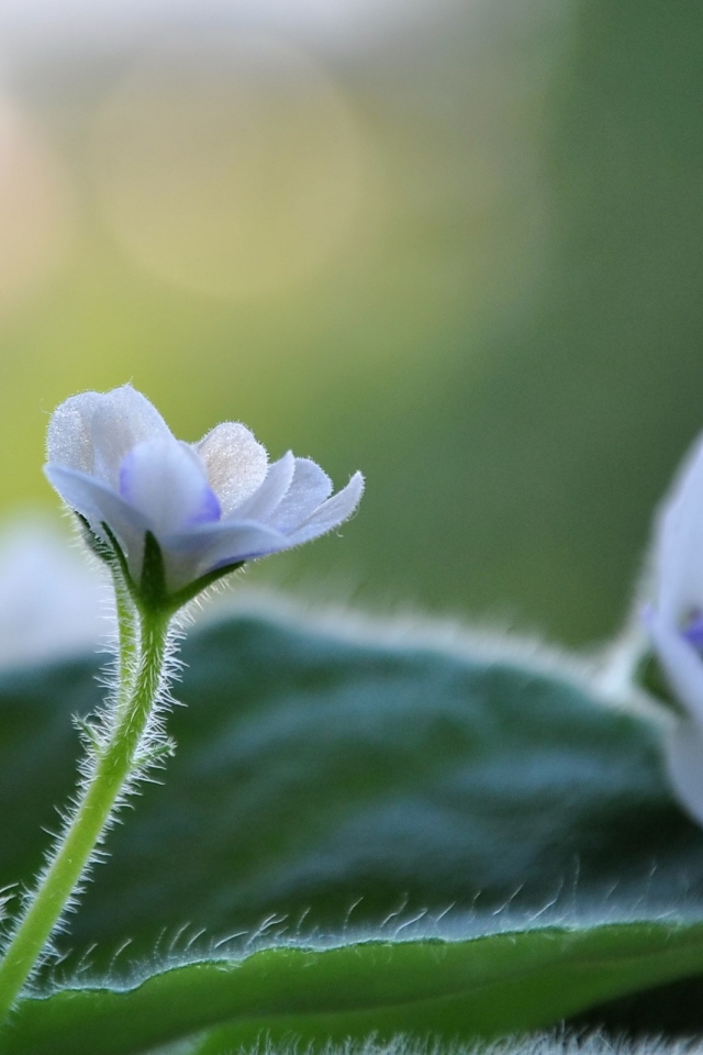 Цветок фиалки