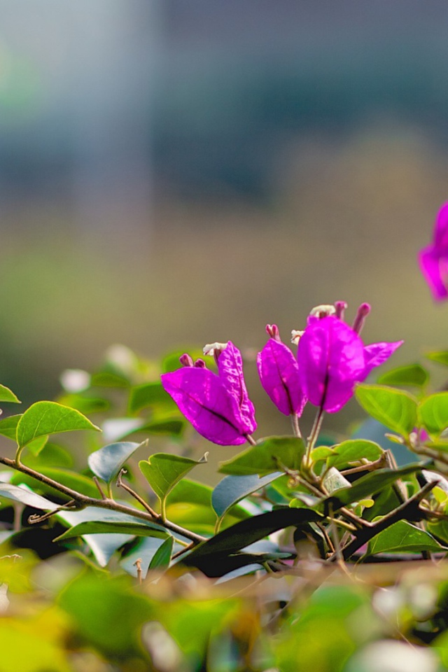 Фиолетовые цветки