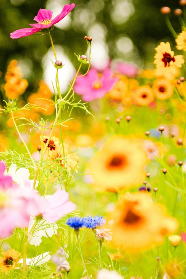 Яркие цветы