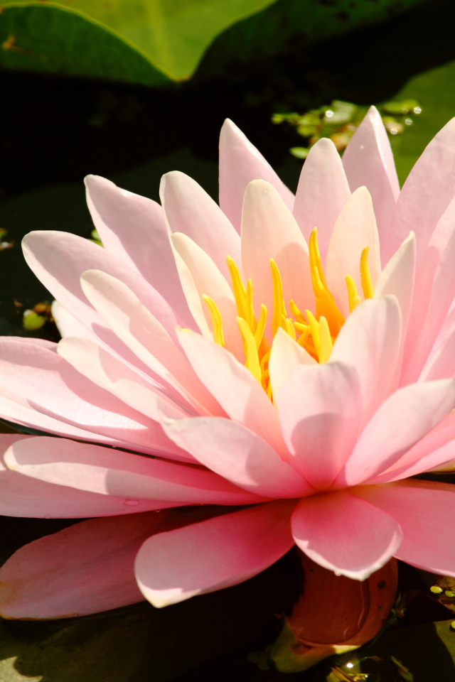 Водяная на болоте нимфея