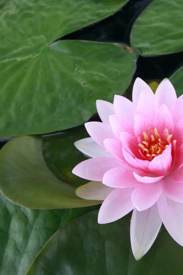 Водяная розовая лилия