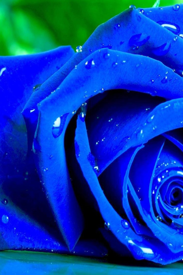 Мокрая синяя роза на зелёном фоне