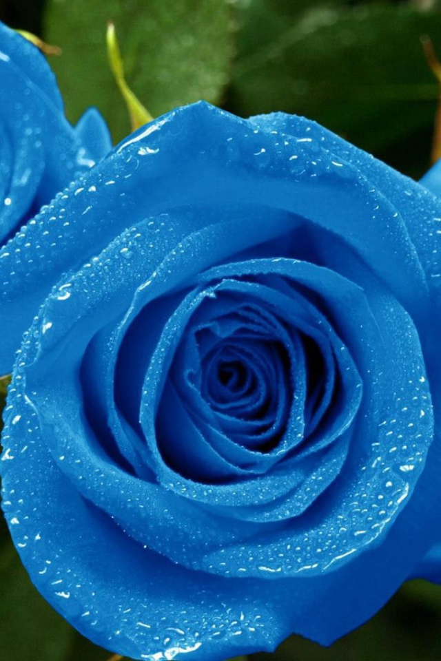 Мокрые синие розы в саду