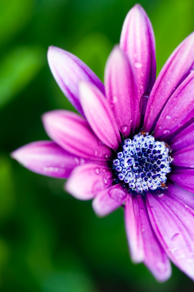 Мокрая ромашка