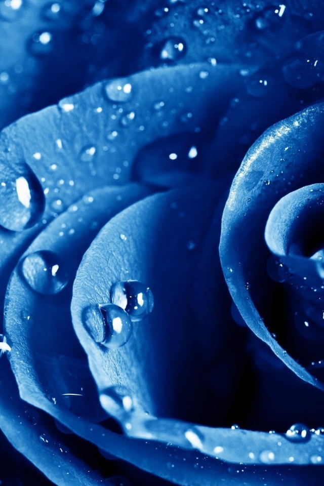 Роса на голубой розе 