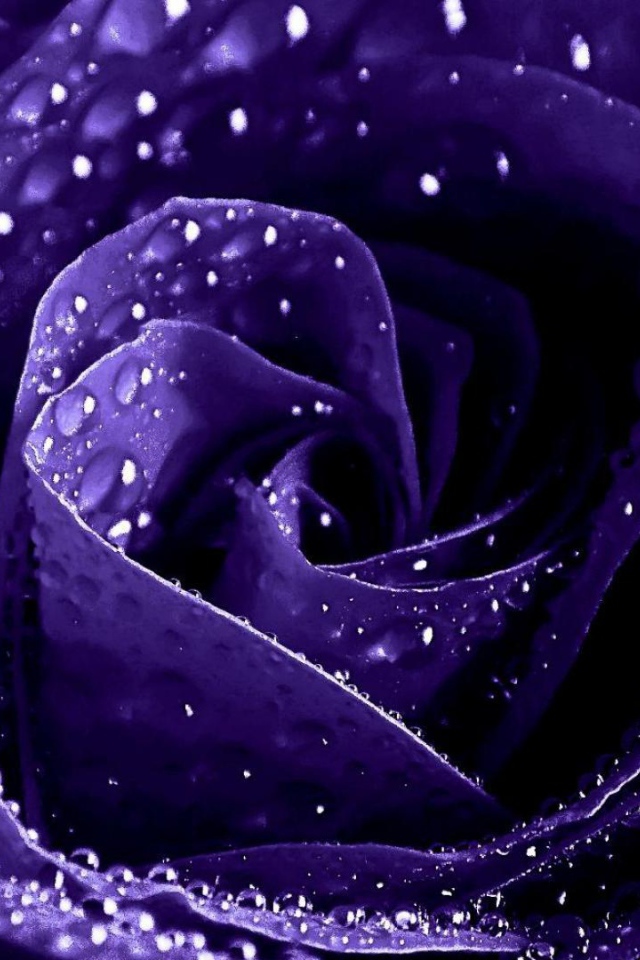 Мокрая фиолетовая роза крупным планом
