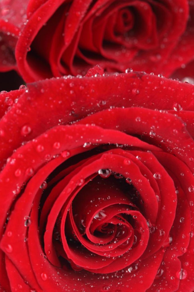 Мокрые красные розы на белом столе