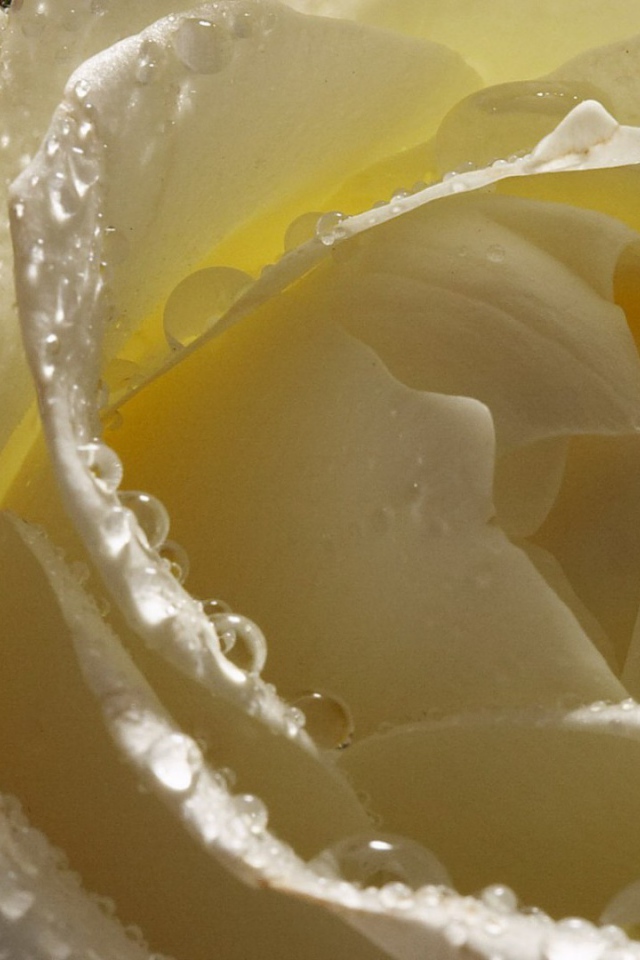 Мокрая белая роза крупным планом