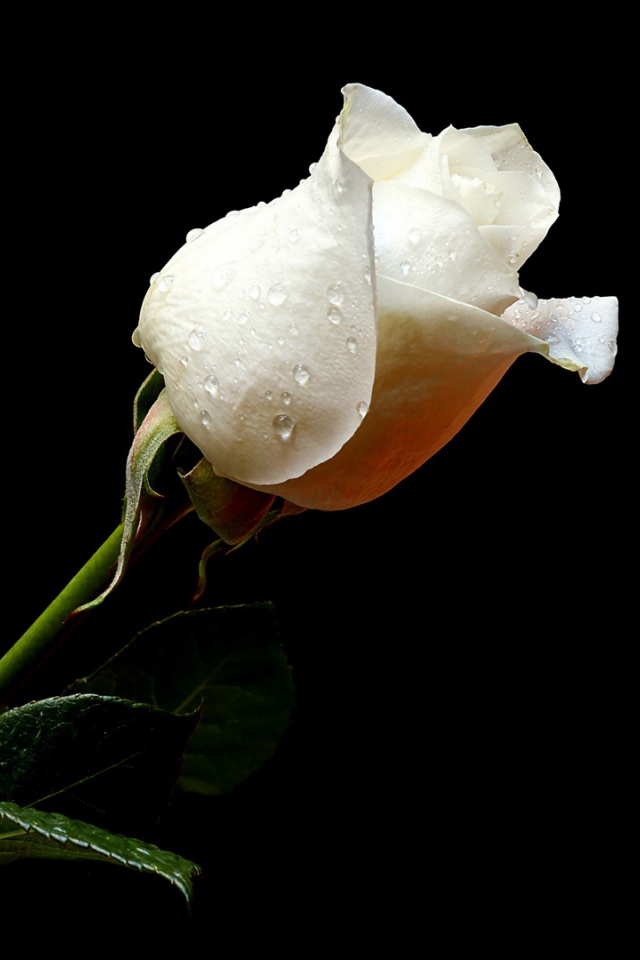 Мокрая белая роза на чёрном фоне