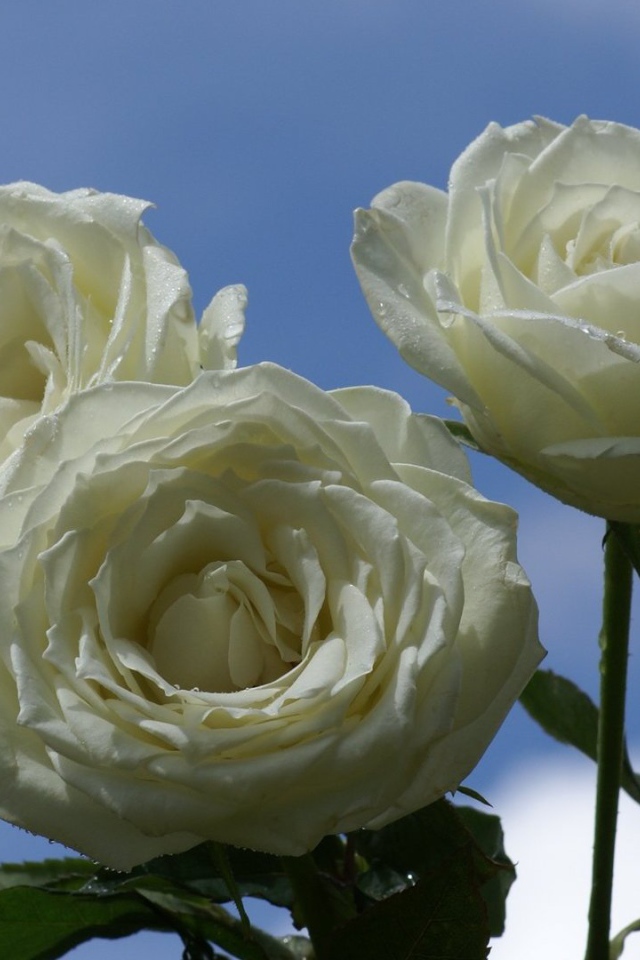 Мокрые белые розы на фоне неба
