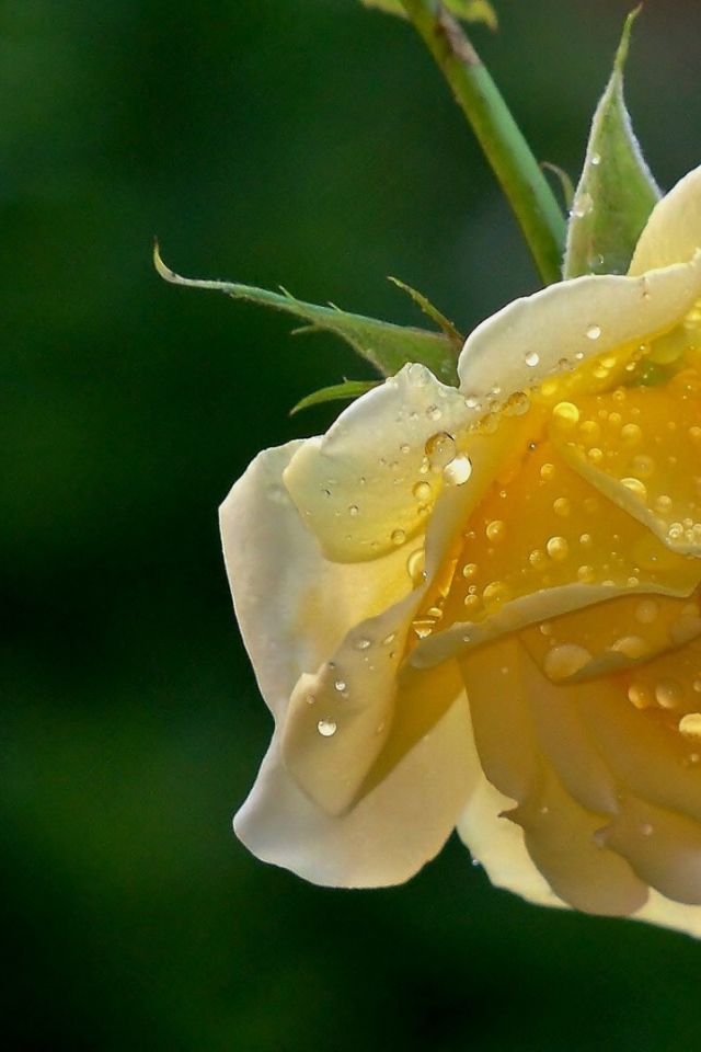 Мокрая жёлтая роза на фоне зелени