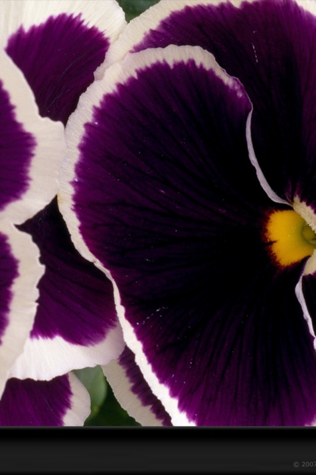 Бело фиолетовые цветы