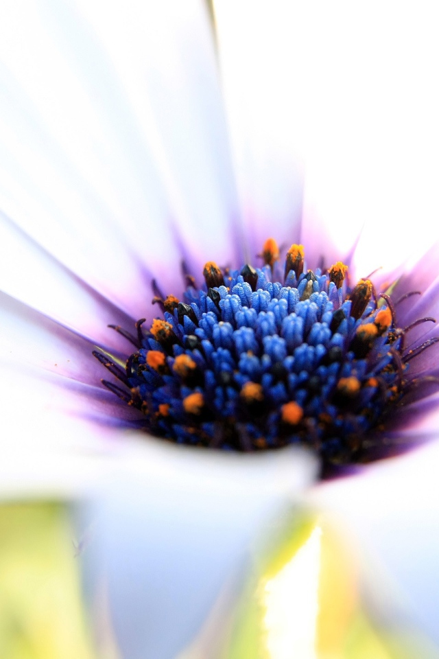 Белое великолепие 