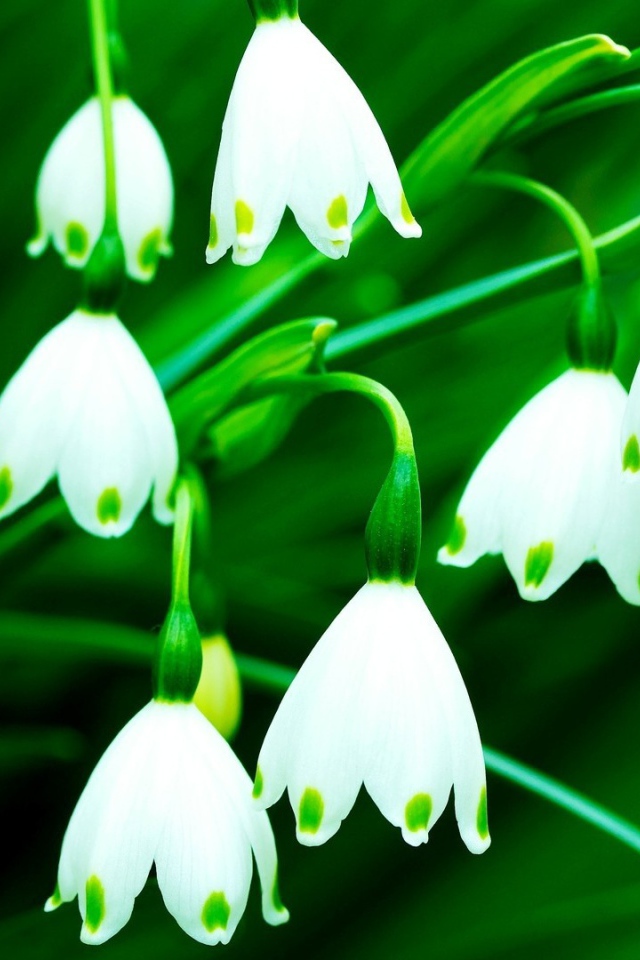 Белый колокольчик