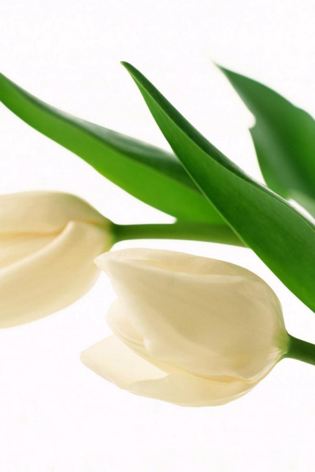 Белые бутоны